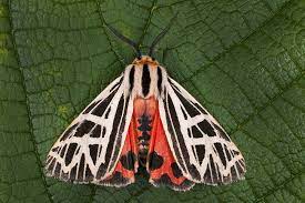 Insects Insects Tiger Moth Moth