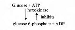 Generally, biochemical reactions occur as a series of reactions. Which Is A Typical Example Of Feedback Inhibition