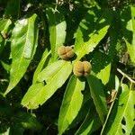 Image result for Grewia glandulosa