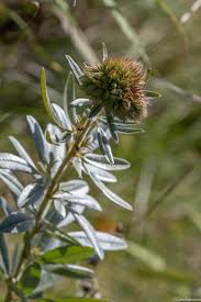 We did not find results for: Round Headed Bush Clover Natural Areas Notebook