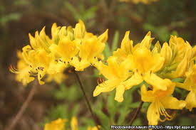Maybe you would like to learn more about one of these? Rhododendron Luteum Rholv Photos Eppo Global Database