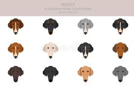 Borzoi Dogs Stock Illustrations 178 Borzoi Dogs Stock Illustrations Vectors Clipart Dreamstime