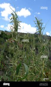 Image result for Cymbopogon caesius