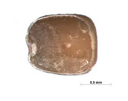 Image result for Indigofera secundiflora