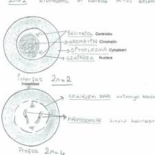 Pdf Misconceptions Of Cell Division Held By Student Teachers In Biology A Drawing Analysis The screens is just black. pdf misconceptions of cell division