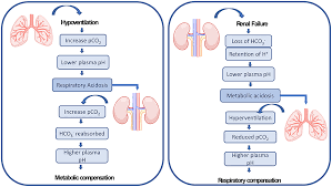 Course: S5: Biology , Topic: Unit 9 Gas Exchange In Animals