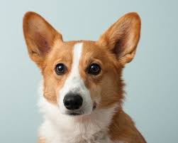 Headshot Dogs Dog Blog Animals Friends
