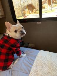Our oregon french bulldogs come in many colors and coat patterns: Hobbes Cross Country Rv Adventure Tales From A French Bulldog S All American Road Trip Pet Food Institute