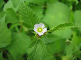 Image result for Melochia corchorifolia