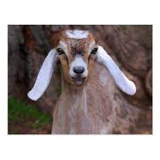 Gift cards are the best gift ideas, add these to your wish list, shamelessly share them to your family and friends! Cute Baby Goat Postcard Postcard Post Card Postcards Unique Diy Cyo Customize Personalize Baby Goats Cute Goats Cute Babies
