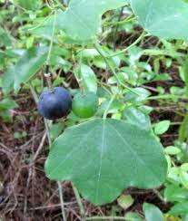 Maybe you would like to learn more about one of these? Plant Details North Carolina Native Plant Society