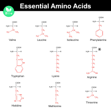 Essential Non Essential And Bcaa Amino Acid Chart