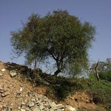 Image result for Mimusops obtusifolia