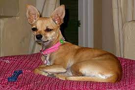 Conoce Los Tipos De Chihuahua Mascotadictos Razas De Perros Chihuahua Chihuahua Perros Chihuahua