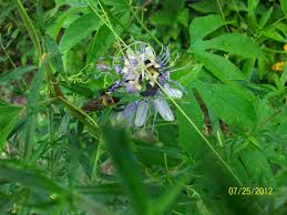 Same day flower delivery by local florists in north carolina. Passiflora Incarnata Apricot Vine Maypop Passionflower Passion Flower Passion Vine North Carolina Extension Gardener Plant Toolbox
