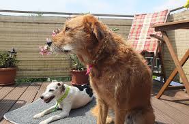 Weitere ideen zu halsband hund, halsband, hundehalsband selber machen. Mein Zecken Hack Mit Em Keramik Halsband