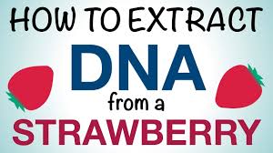 Attempting to extract dna from foods such as strawberries, onions, and bananas. Science Mom Extracts Dna From A Strawberry Youtube