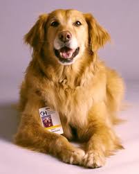 What Is A Team Therapy Animals Therapy Dogs Pets