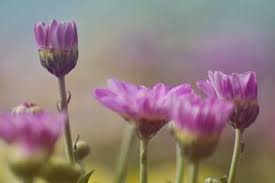 Flower Stock Photos Royalty Free Images Vectors Video Flowers Chrysanthemum Flower Pastel Colors