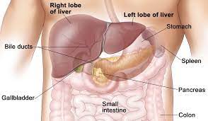 It sits above the right kidney, intestine and the stomach. 1 Liver Anatomy A Position Of The Liver And Neighboring Organs Download Scientific Diagram