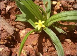 Image result for Curculigo