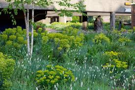 Sesleria Nitida Euphorbia Characias And E Polychroma Water Wise Landscaping Landscaping Plants Small Urban Garden