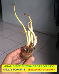 082116094646 Jual Bibit Bunga Sedap Malam Kering Siap Tanam Bunga