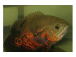 The king of diy fish room tour! Aquarium Central On Aquatic Wetline Episode 2 The King Of D I Y Uaru Joey 05 03 By Aquatic Wetline Pets