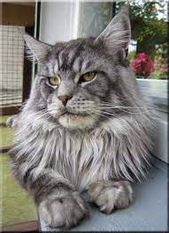 Pin On Maine Coons