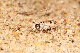 Image result for Lepidagathis scariosa