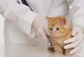 Check out our baby kittens selection for the very best in unique or custom, handmade pieces from our shops. Best Place To Get A Kitten Near Me Online