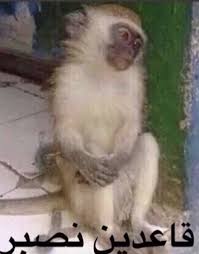 Pin By Princess Sara On Arabic Quotes Funny Reaction Pictures Cute Memes Funny Science Jokes