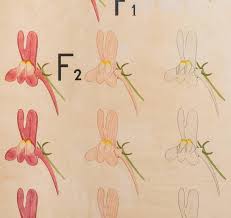 Vintage Framed School Chart Of Genetics With Sweet Pea