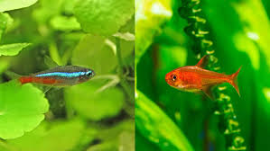 Ember Tetras In A 55 | The Planted Tank Forum