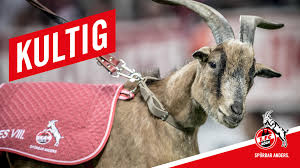 Also explore thousands of beautiful hd wallpapers and background images. 1 Fc Koln Wallpapers Wallpaper Cave