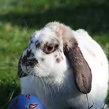 Petsmart is a great pet store. Rabbit Supplies Accessories Checklist Petsmart