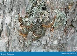Image result for Phellinus pini