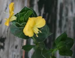 Image result for Barleria laceratiflora