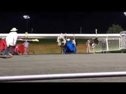 Camel & ostrich racing makes its meadowlands debut! Ocean Downs Ostrich Race Youtube