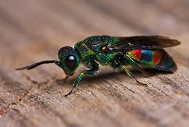 Big Black Bug That Looks Like A Wasp Pin By A1 Bee Specialists On Stinging Pests Animals Beautiful Animals Wild Colorful Animals