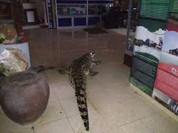 Berikut ini adalah arti mimpi yang terdapat pada kategori buaya. Bikin Panik Buaya Masuk Ke Kantor Dan Permukiman Di Belitung