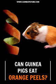 Pin On Guinea Pig Food And Diet