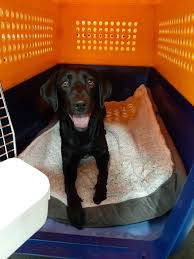 Crating is the best way to train a dog with separation anxiety. How To Crate Train A Dog With Separation Anxiety Pet Express