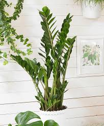 Pin On Jardin
