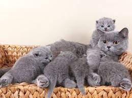 britisch kurzhaar wunderschone rassekatze baby katzen kurzhaar katzen kartauser katze