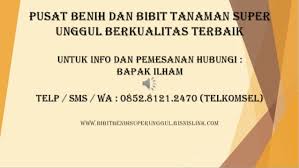 Selamat datang di toko online biji bunga terbesar, terlengkap dan terpercaya. 0812 1890 8795 Harga Jual Bibit Pepaya California Siap Tanam Online