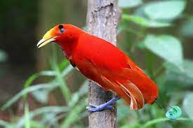 We did not find results for: Birds King Bird Of Paradise Cicinnurus Regius By Eddy Facebook