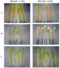 Image result for Crepidorhopalon tenuis