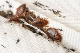 Image result for bed bugs eggs
