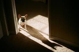 Damit wenn der hund sich dann melden sollte, sofort mit ihm raus können. Hund In Der Wohnung Muss Ich Den Vermieter Vorher Fragen